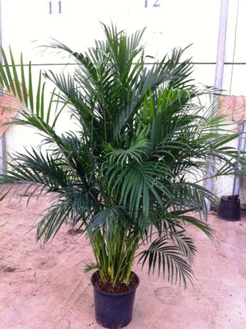 14" " Cat" Palm